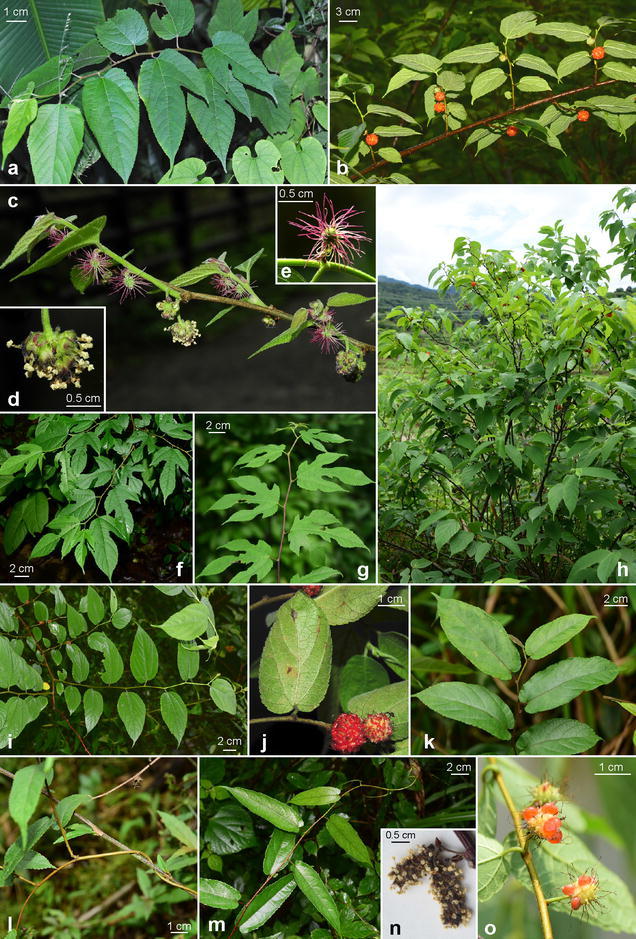 Fig. 1