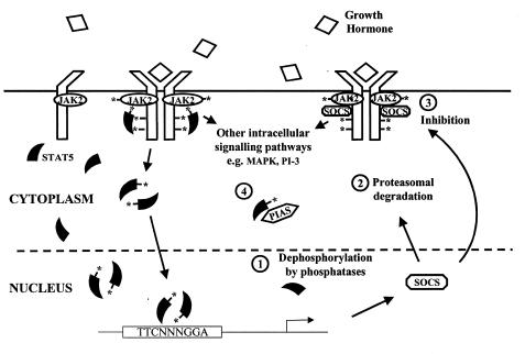 Figure  1