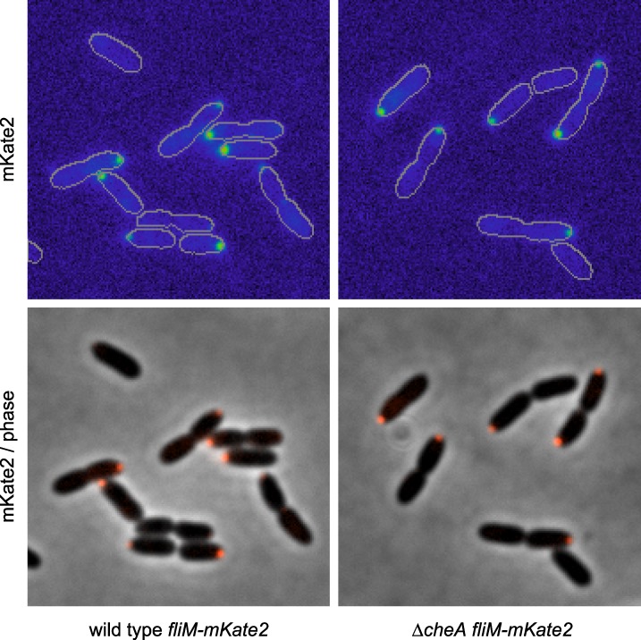 Figure 5—figure supplement 3.