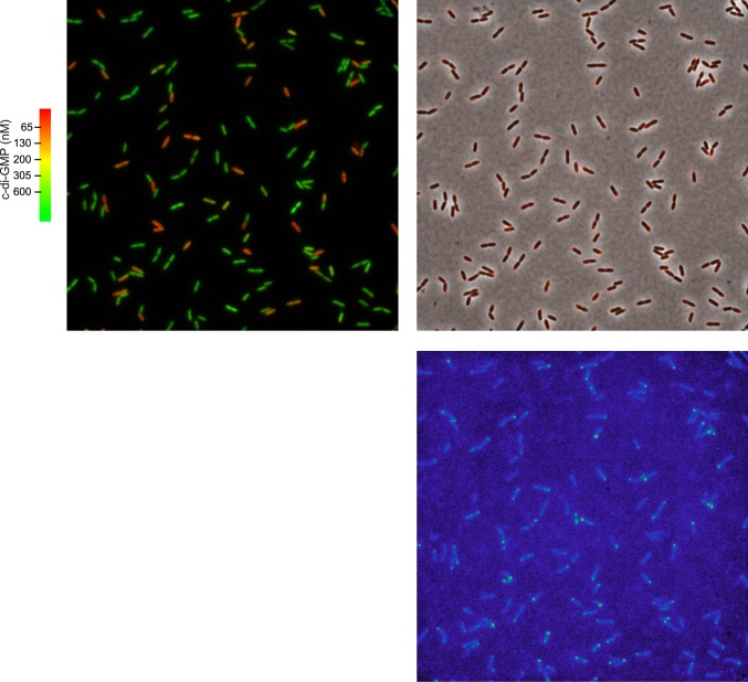 Figure 2—figure supplement 1.