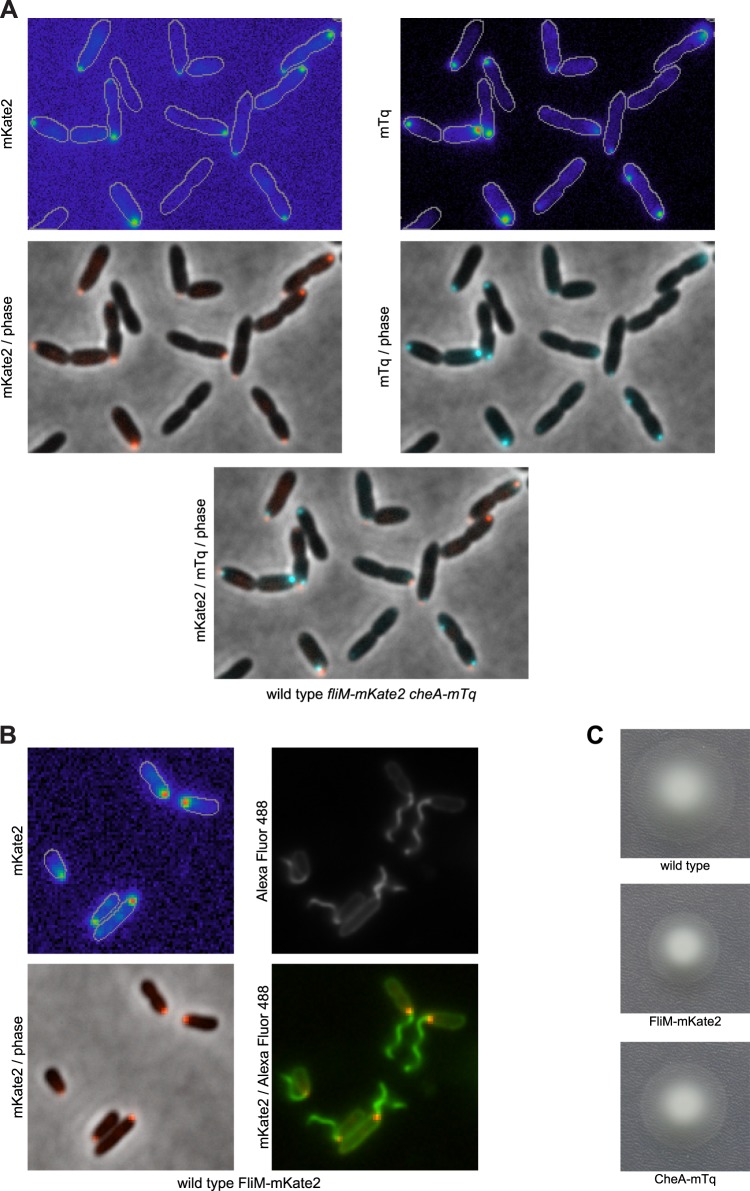 Figure 5—figure supplement 1.