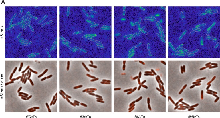 Figure 3—figure supplement 1.