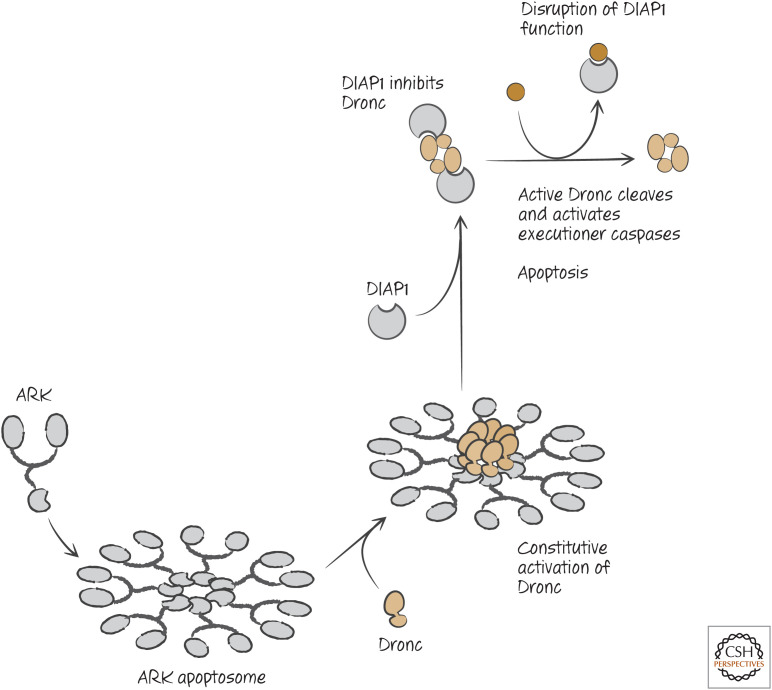 Figure 13.