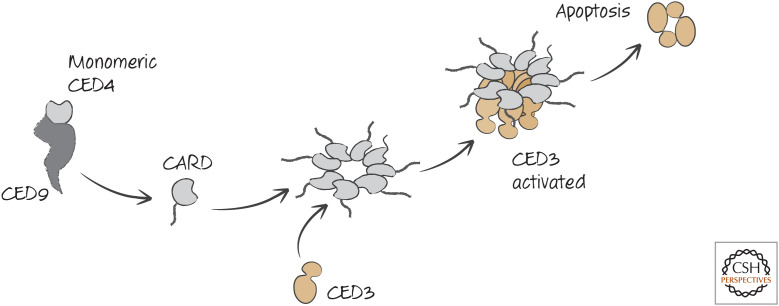 Figure 12.