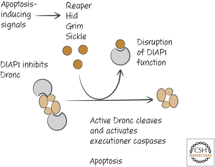 Figure 14.