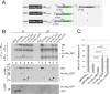 FIG 3