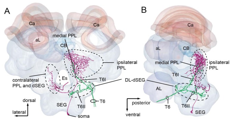 Figure 7.