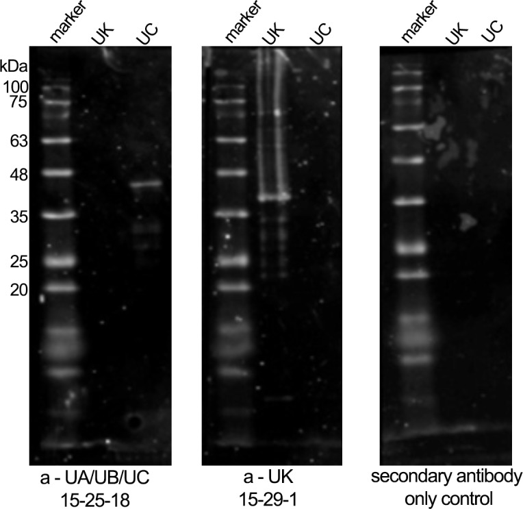 Figure 3—figure supplement 1.