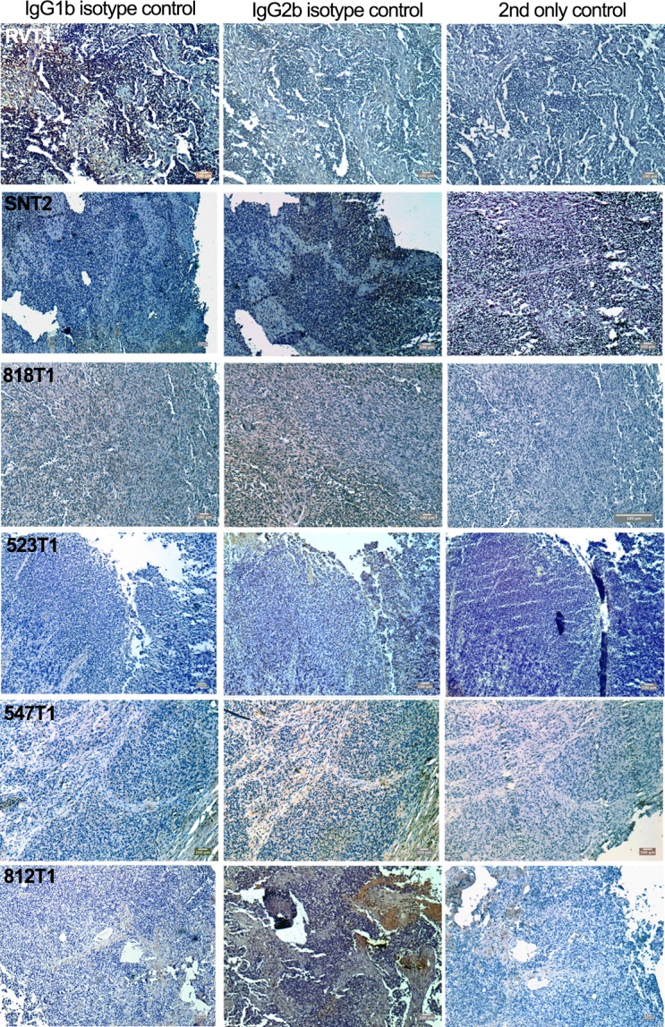 Figure 3—figure supplement 2.