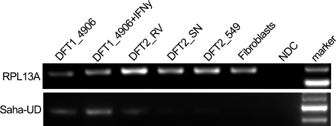 Figure 2—figure supplement 1.