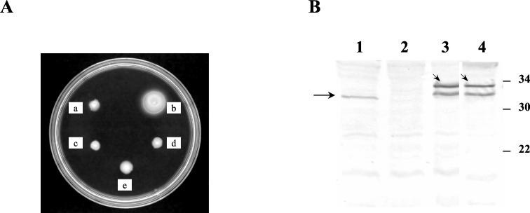 FIG. 5