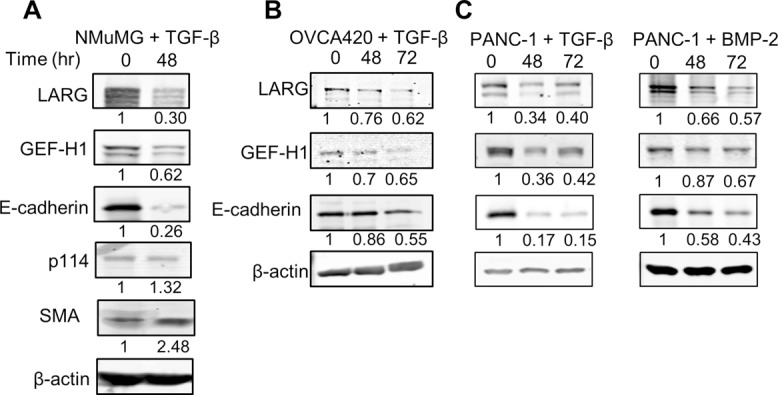 FIGURE 4: