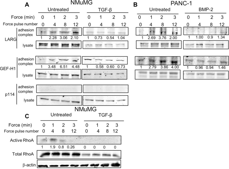 FIGURE 5: