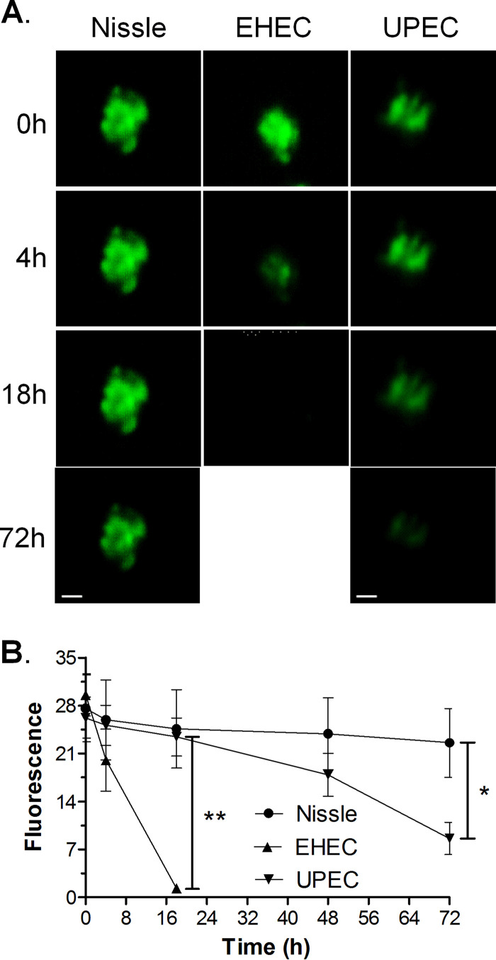 FIG 2