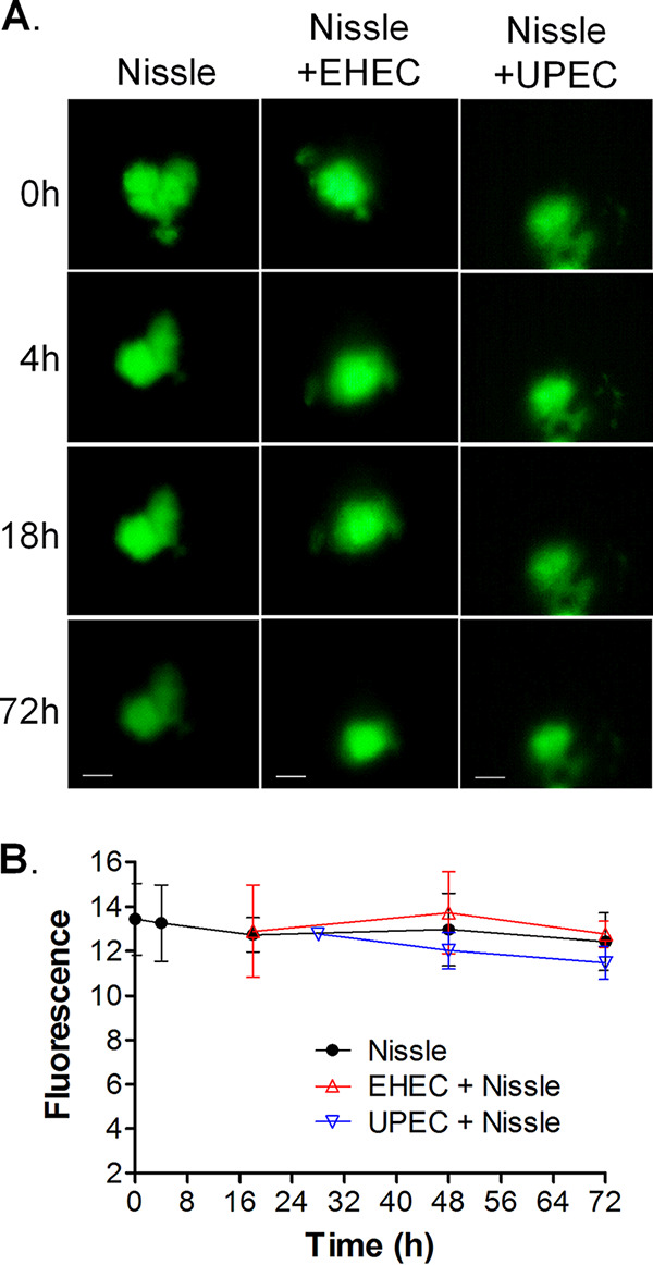 FIG 6