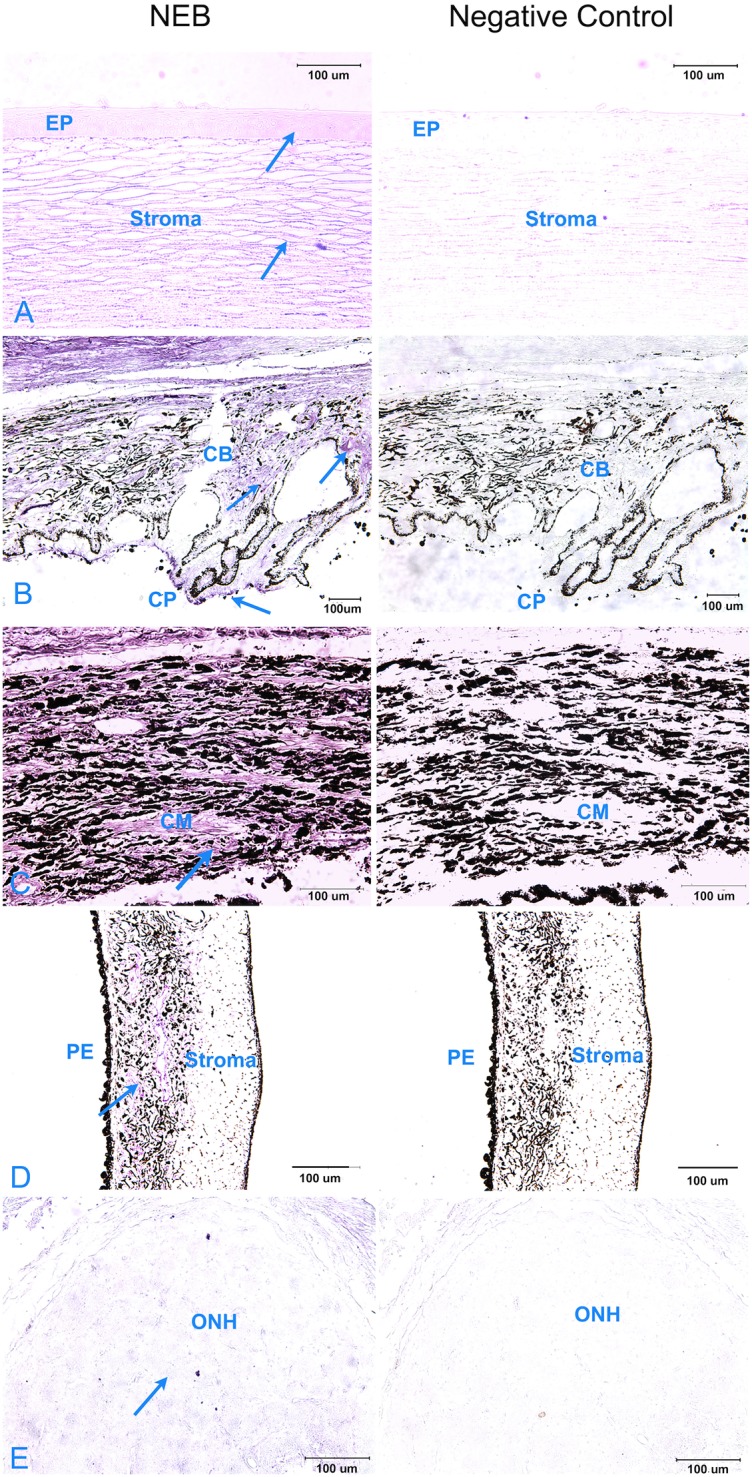 Fig 7