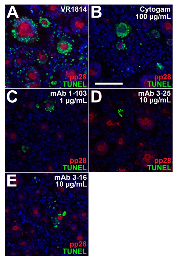 Figure 10