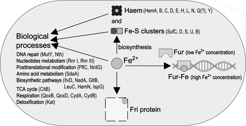 Fig. 2