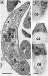FIG. 7.