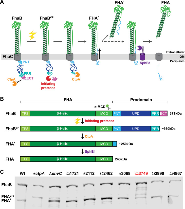 FIG 1