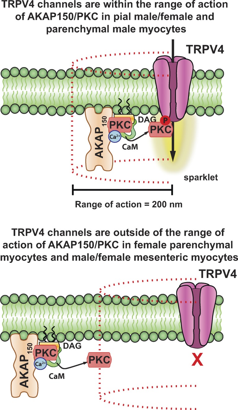 Figure 11.