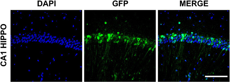Figure 3: