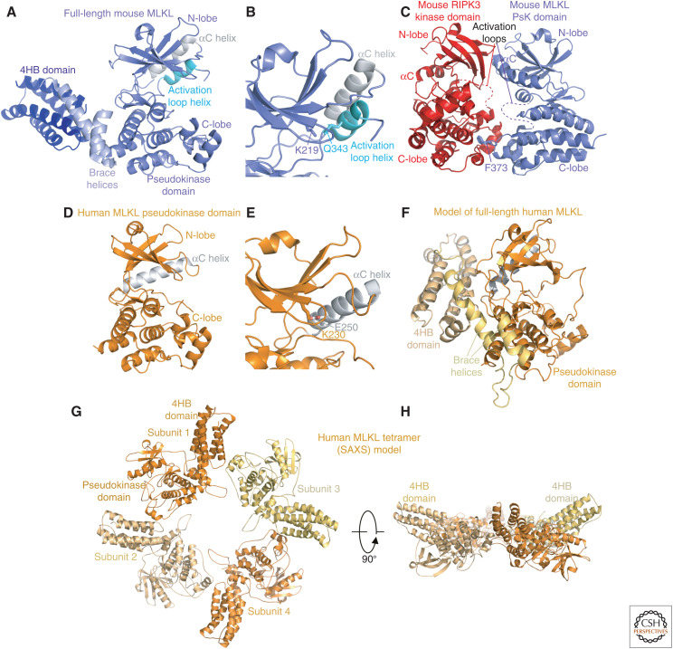 The Killer Pseudokinase Mixed Lineage Kinase Domain-Like Protein (MLKL ...