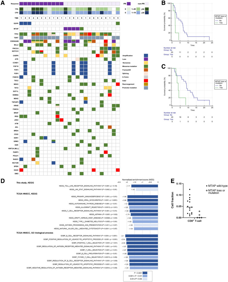 Figure 3. Targeted gene mutation analysis. A, Genes were selected if three or more patients had mutations. TMB, tumor mutational burden in mutations/megabase. Survival analysis according to MTAP status. B, Progression-free survival. C, Overall survival. D, Comparing patients with altered MTAP versus unaltered MTAP by gene set enrichment analysis. In the present study and TCGA HNSCC analyses, tumors with altered MTAP had a more suppressed microenvironment. E, CIBERSORTx analysis: In this study, patients with MTAP loss or mutation had a low fraction of CD8+ T cells in the tumor microenvironment (Mann–Whitney U test, P = 0.0037, FDR q = 0.08).