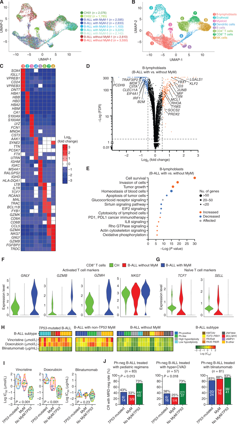 Figure 6. B-lymphoblasts are intrinsically resistant to cytotoxic chemotherapy, but susceptible to immunotherapies in B-ALL with MyM. A, Uniform manifold approximation and projection (UMAP) visualization of 22,120 individual cells from 9 individual primary thawed mononuclear bone marrow samples taken from patients with CH (n = 2), B-ALL with MyM (n = 5), and B-ALL without MyM (n = 2). B, Marker-based cell-type identification analysis allowed the prediction of eight broad hematopoietic cell types across all profiled single cells. C, Gene-expression heat map of the top six cell type–specific marker genes as measured by Wilcoxon rank-sum test. D, Volcano plot showing differential expression of genes in B-lymphoblasts from B-ALL with MyM vs. B-ALL without MyM. E, Major pathways predicted to be differentially regulated in B-lymphoblasts from B-ALL with MyM vs. B-ALL without MyM, assessed by Ingenuity Pathway Analysis. F and G, Relative expression of activated vs. naïve T-cell markers between patients with CH, B-ALL without MyM, and B-ALL with MyM. H and I, Heat maps and violin plots showing log(IC50) values for primary human B-ALL samples with TP53 mutation (n = 14), non-TP53 MyM (n = 16), and no MyM (n = 24), treated with vincristine, doxorubicin, and blinatumomab at escalating doses. J, Rates of measurable residual disease (MRD)-negative complete remission (CR) in B-ALL patients with vs. without MyM treated with cytotoxic chemotherapy (vincristine and doxorubicin) and blinatumomab. HyperCVAD, combination chemotherapy consisting of cyclophosphamide, vincristine, adriamycin, and dexamethasone.