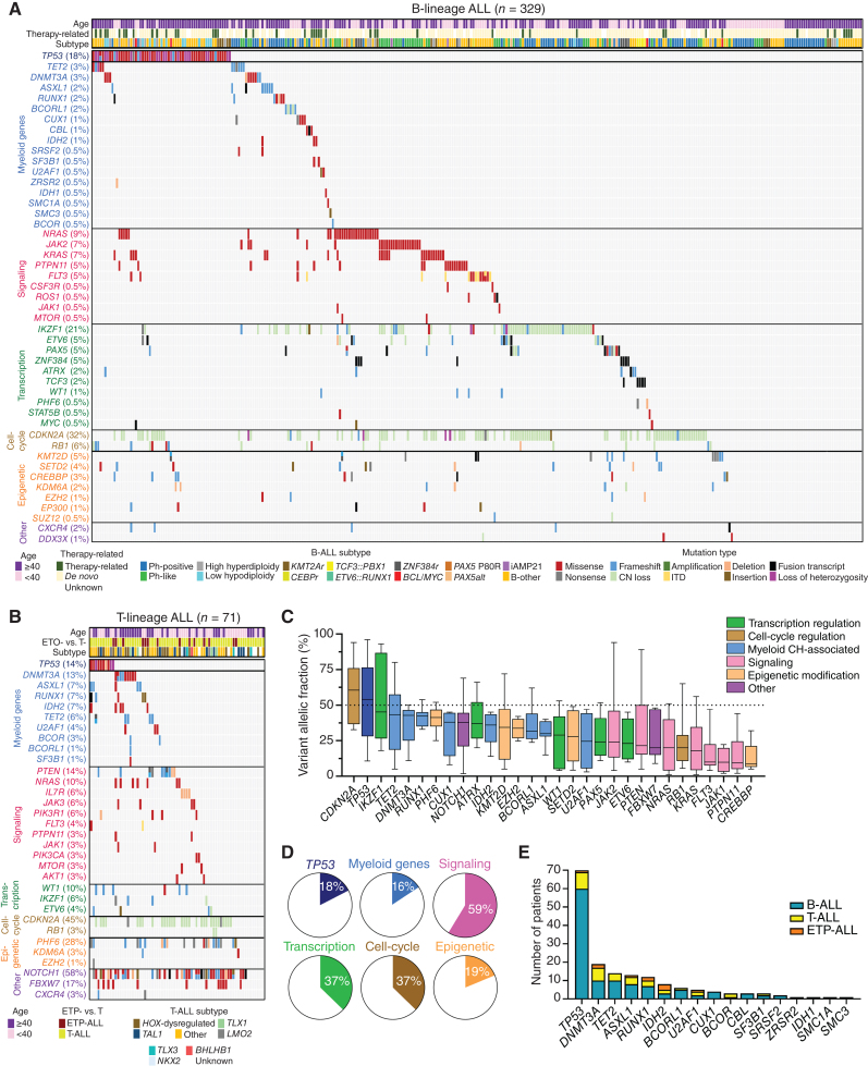 Figure 1. Myeloid mutations are frequent in adult patients with ALL. A and B, Oncoprints showing the spectrum of mutations and cytogenetic abnormalities in adult patients with B-lineage and T-lineage ALL. C, The boxplot shows the median, 25th and 75th percentiles, and minimum and maximum variant allelic frequency (VAF) observed across the entire cohort of 400 patients. Boxes are colored according to the functional category assigned to each gene. The black dashed line marks an allele frequency of 50%, the expected VAF for a heterozygous variant present in all cells in the specimen. D, The frequencies of mutations for the six main categories of gene groups for the entire cohort. E, The distribution of mutations in 17 myeloid genes across the ALL cases of different lineages. CH, clonal hematopoiesis; ETP, early T-precursor.