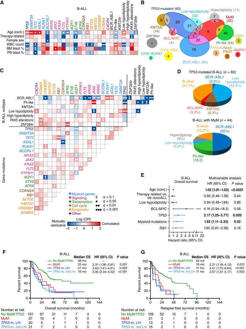 Figure 2. Clinical and molecular characterization of B-lineage ALL with MyM. A, Associations between gene mutations and clinical characteristics were studied for gene mutations found in ≥5 patients, and statistical significance was assessed using the Fisher exact test for categorical variables and the Wilcoxon rank-sum test for continuous variables, with adjustment for multiple testing. Only those pairings that were significant at an adjusted q < 0.1 are shown. The odds ratio (OR) of the association is color-coded, and the significance level is indicated by the symbol in each field. Shades of red indicate a positive association (i.e., two characteristics that frequently occurred together, or for the association between a mutation and a continuous variable, a higher value in those carrying the mutation). Shades of blue indicate a negative association (i.e., two characteristics that rarely occurred together, or for the association between a mutation and a continuous variable, a lower value in those carrying the mutation). B, Venn diagram showing the relationship between WHO/ICC-established B-ALL subtypes and myeloid mutations. C, Pairwise associations between gene mutations and cytogenetic abnormalities. D, Pie charts showing the distribution of WHO/ICC-established B-ALL subtypes in TP53-mutated B-ALL and B-ALL with MyM. E, Multivariable Cox regression analysis of overall survival (OS) in B-ALL, adjusting for the variables that were significant in univariable analysis (age, therapy-related ALL, TP53 mutation, MyM, and RB1 mutation). F, G, Kaplan–Meier OS and relapse-free survival (RFS) analysis of B-ALL patients stratified into three groups based on their MyM and low hypodiploidy (LH) status. Cox proportional hazards ratios were calculated. BM, bone marrow; CI, confidence interval; HR, hazard ratio; PB, peripheral blood; WBC, white blood cell.