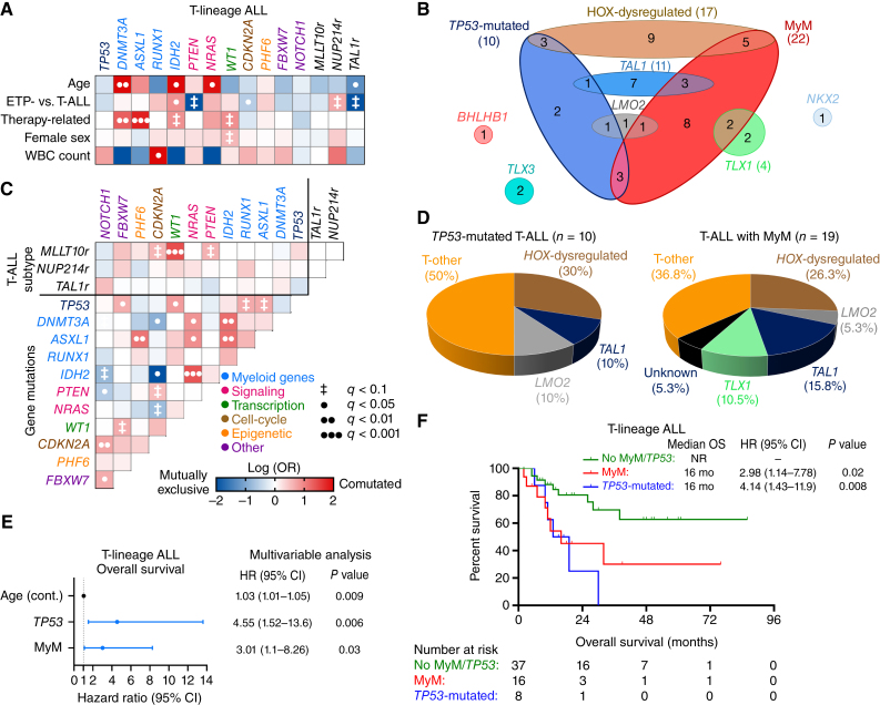 Figure 3. Clinical and molecular characterization of T-lineage ALL with MyM. A, Associations between gene mutations and clinical characteristics were studied for gene mutations found in ≥5 patients. B, Venn diagram showing the relationship between WHO/ICC-established T-lineage ALL subtypes and myeloid mutations. C, Pairwise associations between gene mutations. D, Pie charts showing the distribution of WHO/ICC-established T-lineage ALL subtypes in TP53-mutated T-ALL and T-ALL with MyM. E, Multivariable Cox regression analysis of overall survival (OS) in T-lineage ALL, adjusting for the variables that were significant in univariable analysis (age, TP53, and DNMT3A mutations). F, Kaplan–Meier OS analysis of T-lineage ALL patients stratified into three groups based on their MyM status. Cox proportional hazards ratios were calculated. BM, bone marrow; CI, confidence interval; HR, hazard ratio; PB, peripheral blood; WBC, white blood cell.