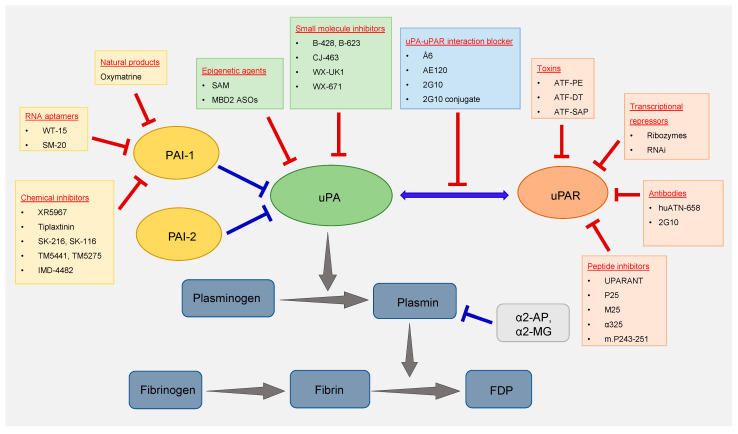 Fibrinolytic System and Cancer: Diagnostic and Therapeutic Applications ...