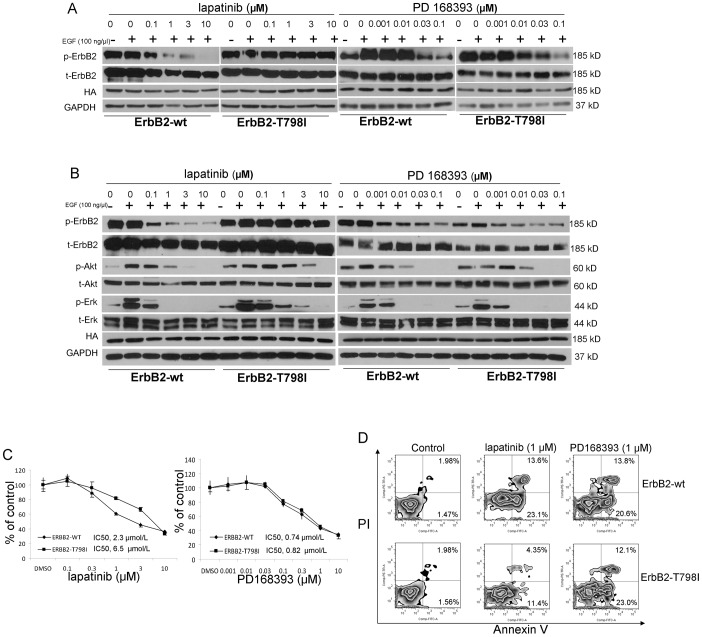 Modulation of ErbB2 Blockade in ErbB2-Positive Cancers: The Role of ...