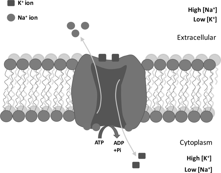 Fig. 1