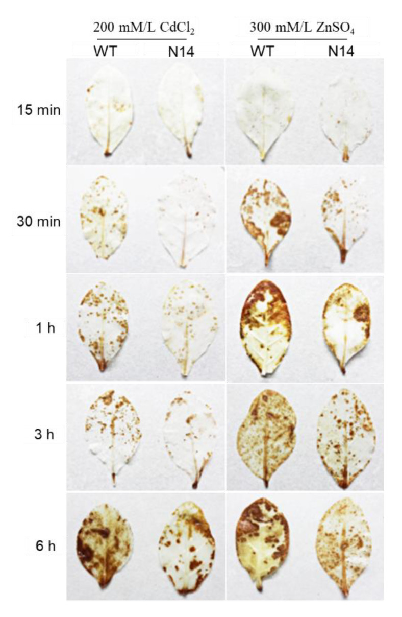 Figure 7