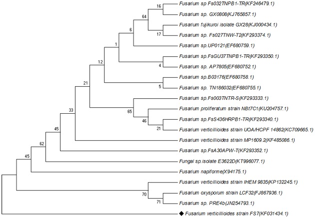 FIGURE 1