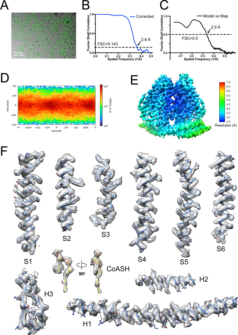 Figure 4—figure supplement 1.