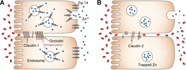 Fig. 6.