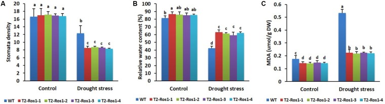 FIGURE 13