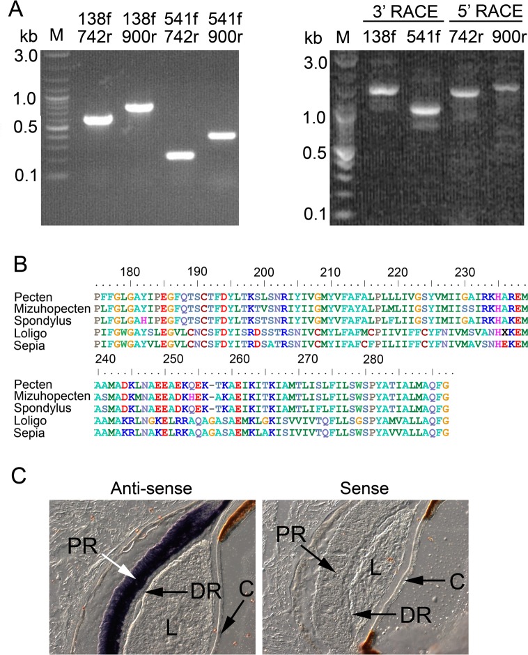 Fig 4