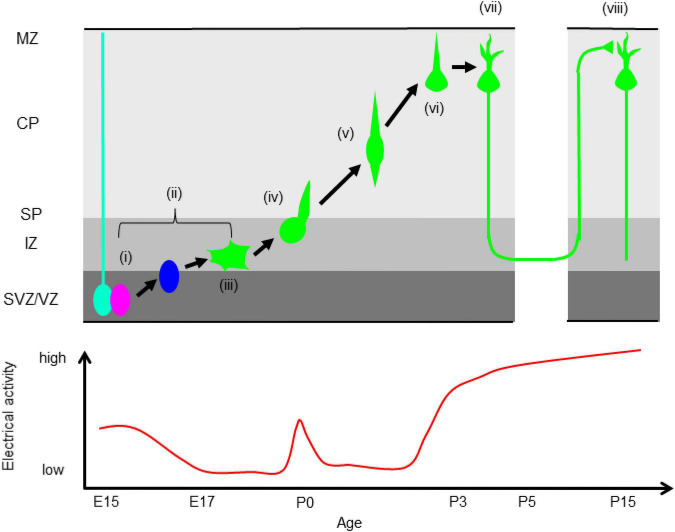 FIGURE 1