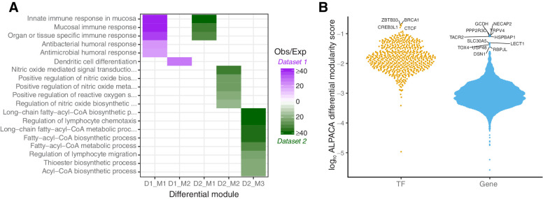 Figure 2. Differential network topology between long- and short-term survivors. A, Differential network modules significantly enriched for overrepresentation of GO terms. Modules are shown for both discovery datasets (D1 and D2). Two modules were significant in D1 and three in D2 (indicated with M1–M3). The color in the heatmap indicates the enrichment of genes in the module as observed/expected value (Obs/Exp), with purple representing enriched modules in discovery dataset 1 and green representing enriched modules in discovery dataset 2. B, “Beeswarm” plot visualizing the distribution of average log differential modularity scores from ALPACA for TFs and genes (Gene). Higher scores mean higher differential modularity. TFs and genes with significant differential modularity between the two survival groups are labeled.