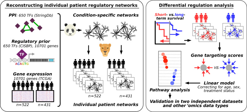 Figure 1. Schematic overview of the study. Left box, overview of the approach used to reconstruct individual patient networks with PANDA and LIONESS by integrating information on PPIs between TFs, prior information on TF-DNA motif binding, and gene expression data from two platforms using data from TCGA (n = 522 and 431 patients). Right box, overview of the differential regulation analysis.