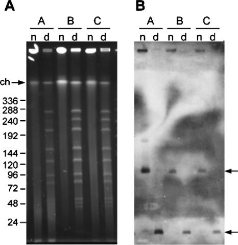 FIG. 5.