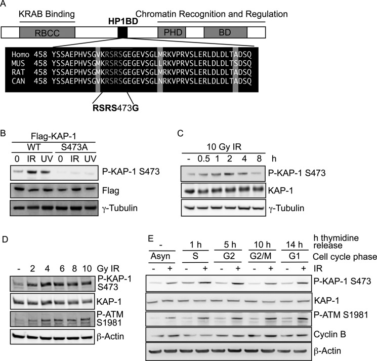 FIGURE 1.