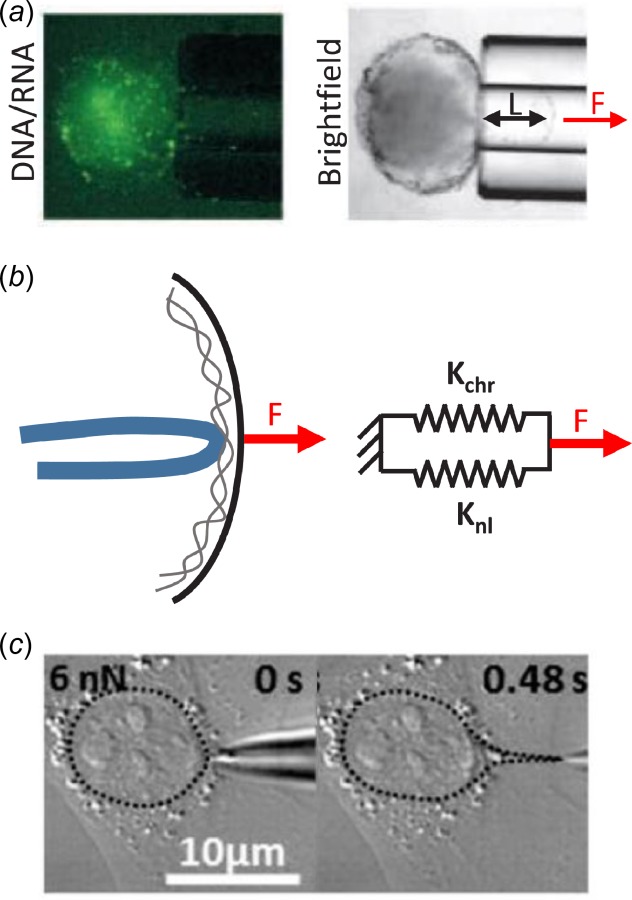 Fig. 9