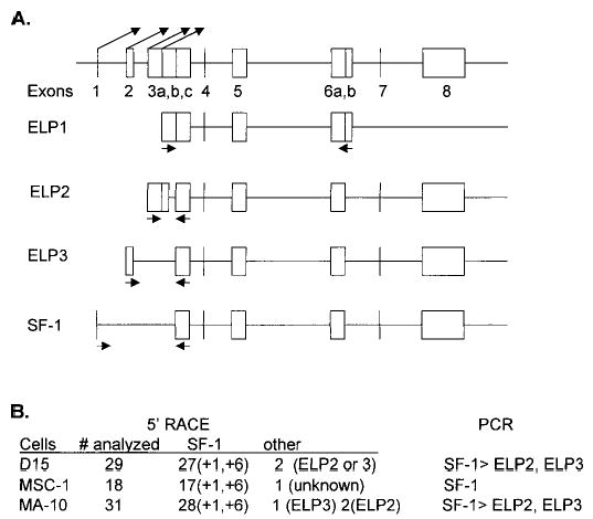 FIG. 1