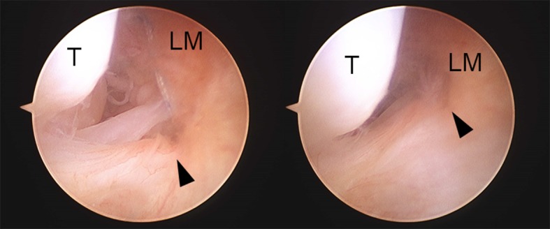 Fig. 5