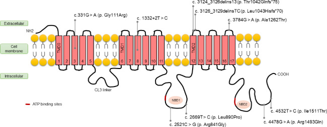 Fig. 1